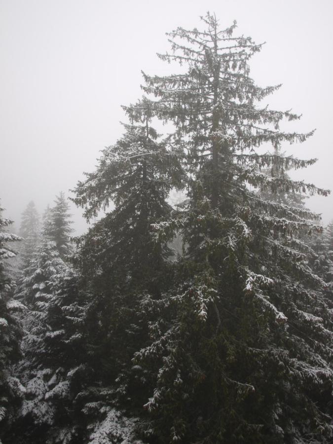 Borovets Forest View Extérieur photo